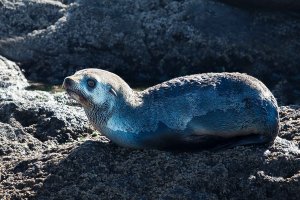 Baby Fur Seal, off Phillip Island coast (1 of 1).jpg