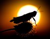 Grasshopper in the Sun.jpg