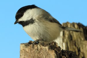 Chickadee_11284.JPG