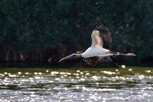 Woodstork-10.jpg