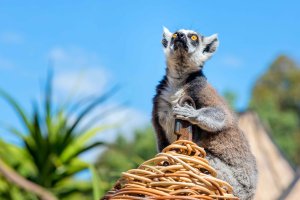 Lemur at Melbourne Zoo.jpg