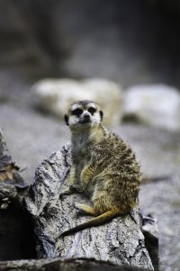 meerkat1.jpg