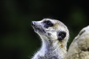 meerkat2.jpg