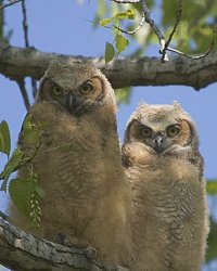 HootTwo.jpg