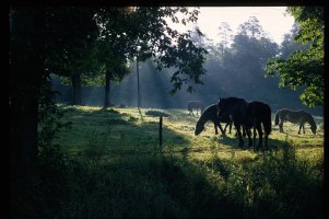 KONGENS HESTER:PH.JPG
