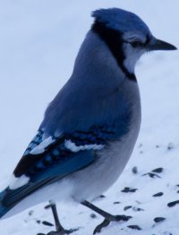 DustinBird1.jpg