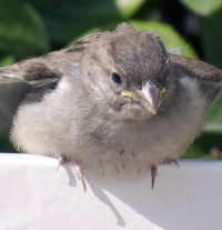 SparrowSX50.jpg
