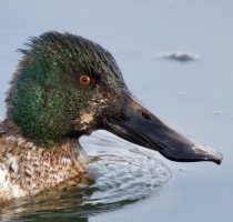 70D_600mm.jpg