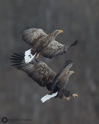 Eagles 9479.jpg