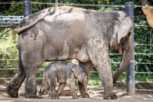 10 Days old Baby Elephant at Melbourne Zoo.jpg