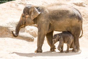 10 Days old Baby Elephant at Melbourne Zoo2 (1 of 1).jpg