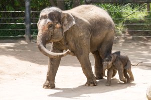 10 Days old Baby Elephant at Melbourne Zoo3 (1 of 1).jpg