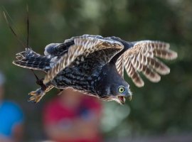 Owl at Healesville Sanctuary, Melbourne.jpg