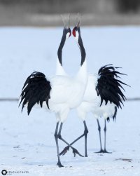 Cranes II 10124.jpg