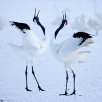 Cranes II 9974 (2).jpg