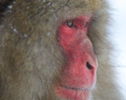 Monkeys 7383.jpg