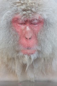 Monkeys 7765.jpg