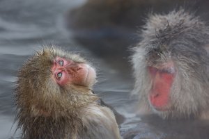 Monkeys 7845.jpg