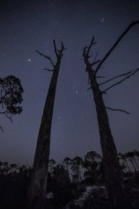 hunterinthetrees-2-1.jpg