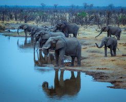 oldageadventurer_elephants_Big Toms_Dawn-1.jpg