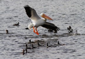 White Pelican Flies Into Hoodies 05.jpg