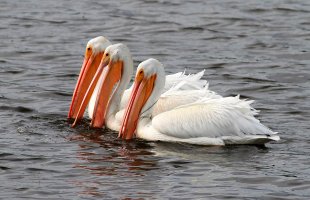 White Pelican Trio.jpg