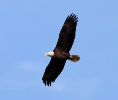 Bald Eagle Flight Over The Salt Marsh.jpg