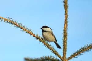 chickadee_1602.JPG