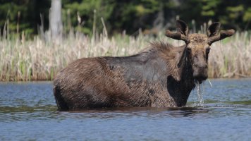 Algonquin02.JPG