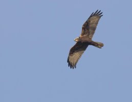 MarshHarrier_1_4A8952.jpg