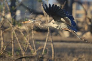 Great Blue Heron.JPG