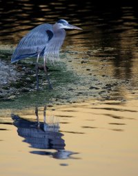 Sunset on Great Blue Heron.jpg
