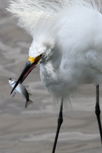 Snowny Egret Lunch Time.jpg