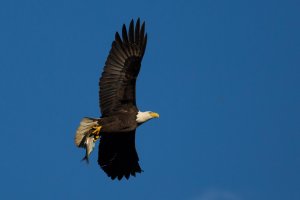 Eagle w-Fish.jpg