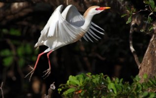 Cattle Egret.jpg