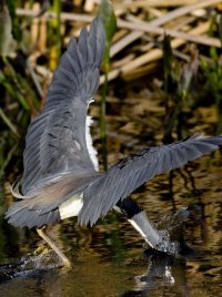 Tri-color Heron Fishing.jpg