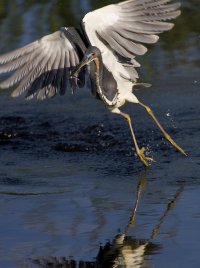 Tri-color Heron.jpg