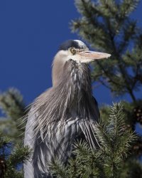 gbh in tree _1.JPG