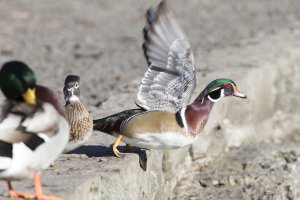 wood duck take off.JPG