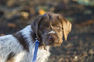 chewie as digger.jpg