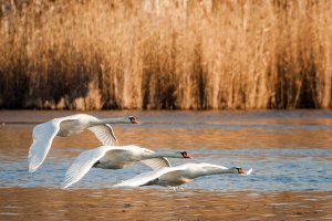 IMG_2995s.jpg