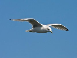 IMG_4263 copy rs.jpg