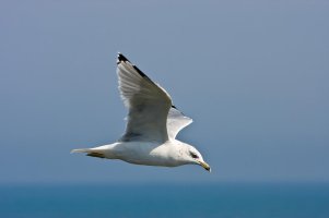 IMG_4266 rs.jpg