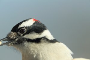 Jack_X1.4 X2 _36mm_300mm_1777.JPG