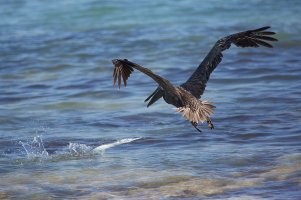 Pelican.jpg