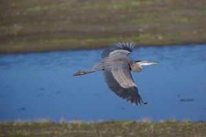 Great Blue Heron.jpg