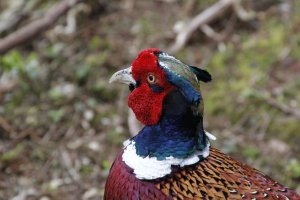 Pheasant.jpg