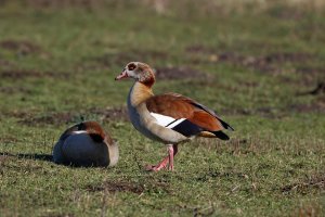 EgyptianGoose_1000Small.jpg