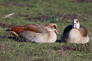 EgyptianGoose_Stacked_1018_Small.jpg