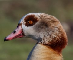 EgyptianGoose_1000CROP.jpg